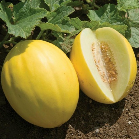 Price: €1.95 - Canary Gul Honungsmelon Frön - Seeds Gallery