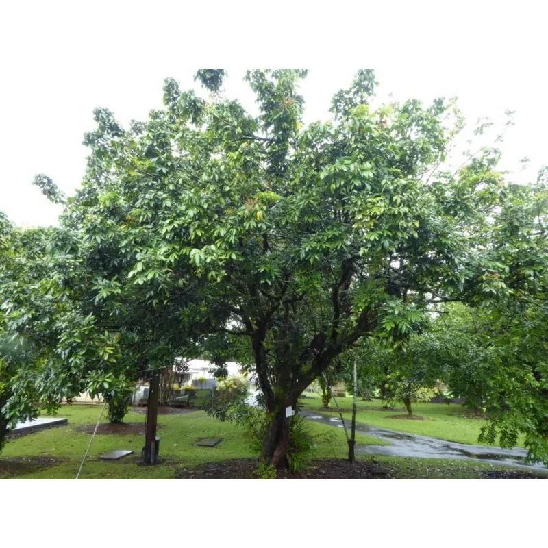 Kattöga frön (Dimocarpus longan)