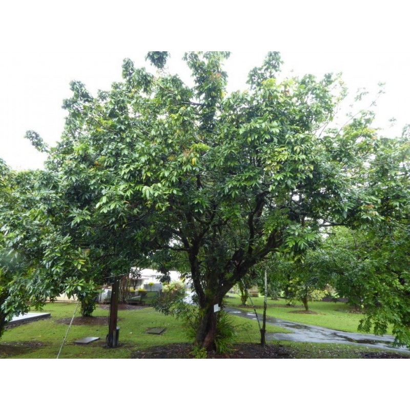 Price: €5.5 - Σπόροι Δράκος μάτι (Dimocarpus longan) - 
