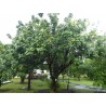 Price: €5.5 - Longan, Drachenauge Samen (Dimocarpus longan) - 