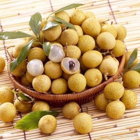 Price: €5.5 - Longan, Drachenauge Samen (Dimocarpus longan) -
