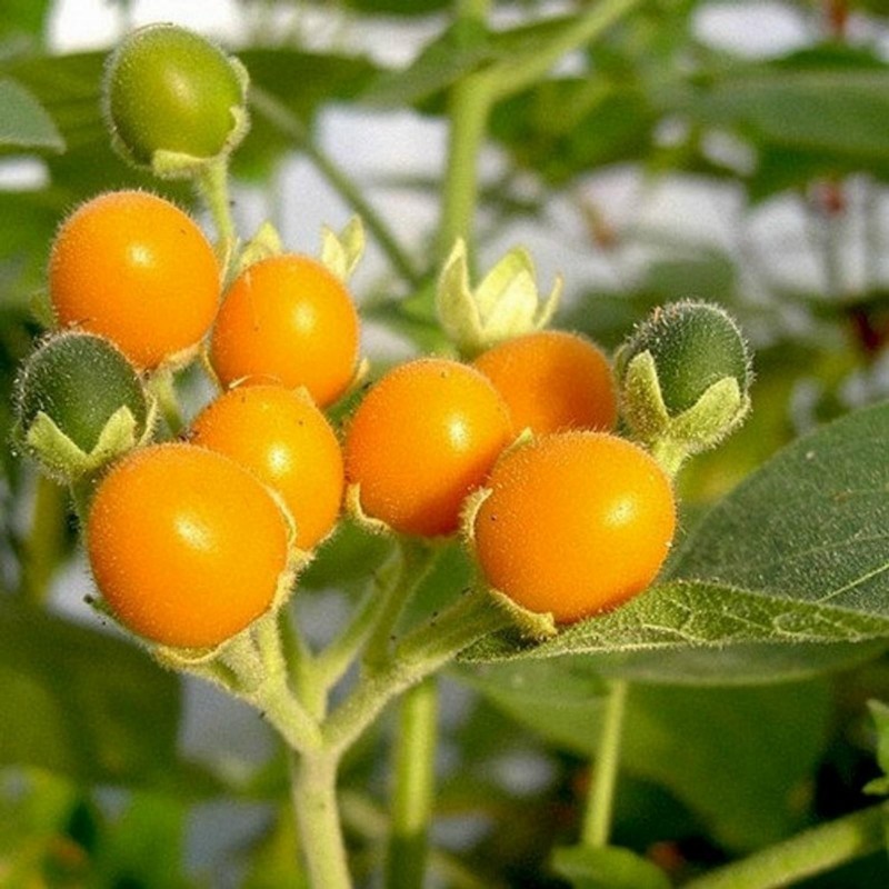 Semillas de Mini Tomate De Arbol Cyphomandra Abutiloides Fruta 2.05 - 5