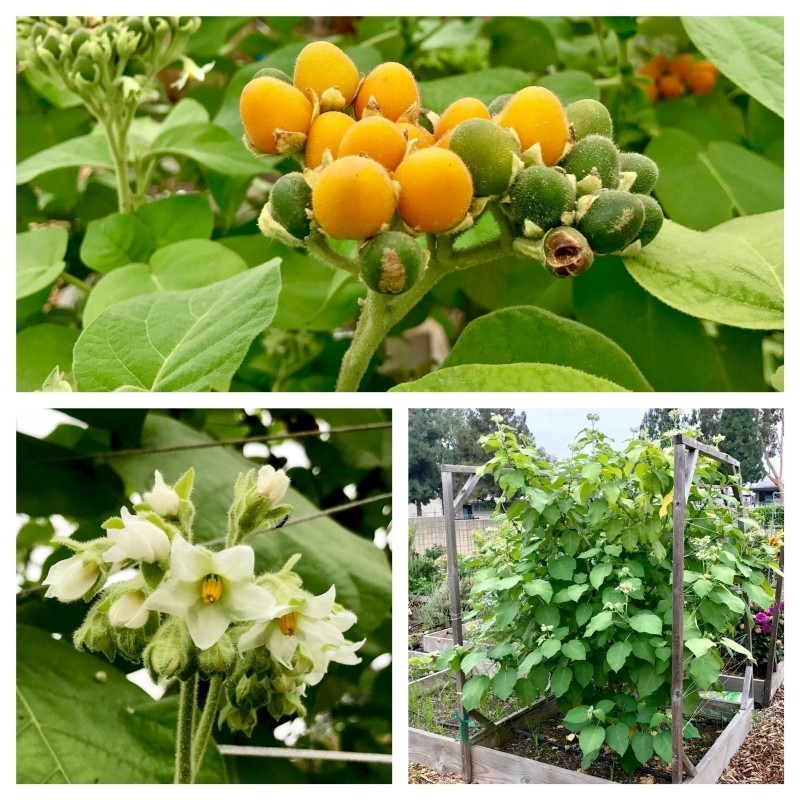 Price: €2.05 - Νάνος Ταμαρίλο - Tamarillo Σπόροι (Solanum abutiloides) - Seeds Gallery