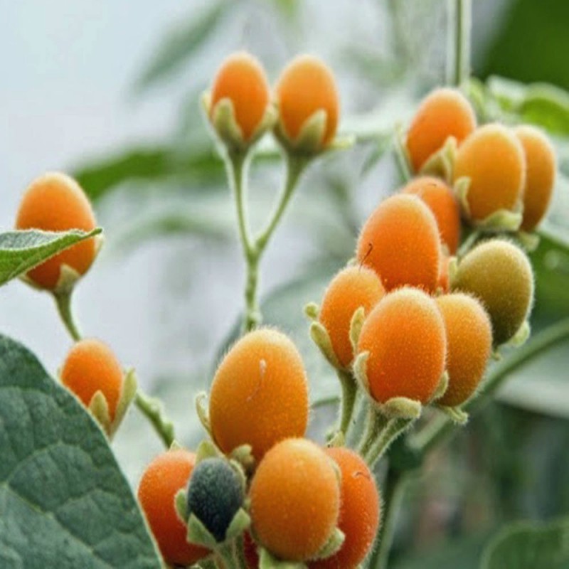 Price: €2.05 - Νάνος Ταμαρίλο - Tamarillo Σπόροι (Solanum abutiloides) - Seeds Gallery