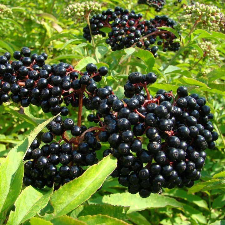 Elder - Elderberry Seeds (Sambucus nigra) - 2.5