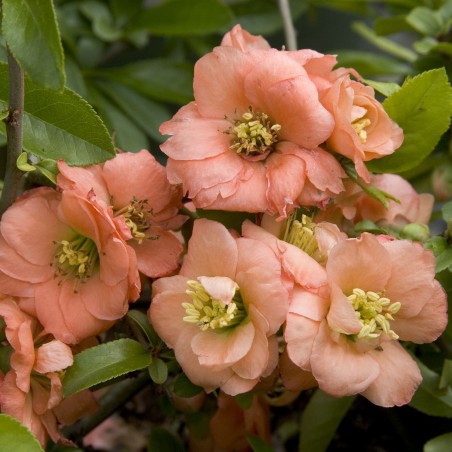 Price: €2.45 - Rosenkvitten frön (Chaenomeles Japonica) -