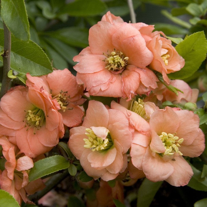 Flowering Quince Seeds (Chaenomeles Japonica) - 2.45