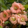 Price: €2.45 - Rosenkvitten frön (Chaenomeles Japonica) - 