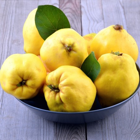 Price: €2.45 - Rosenkvitten frön (Chaenomeles Japonica) -