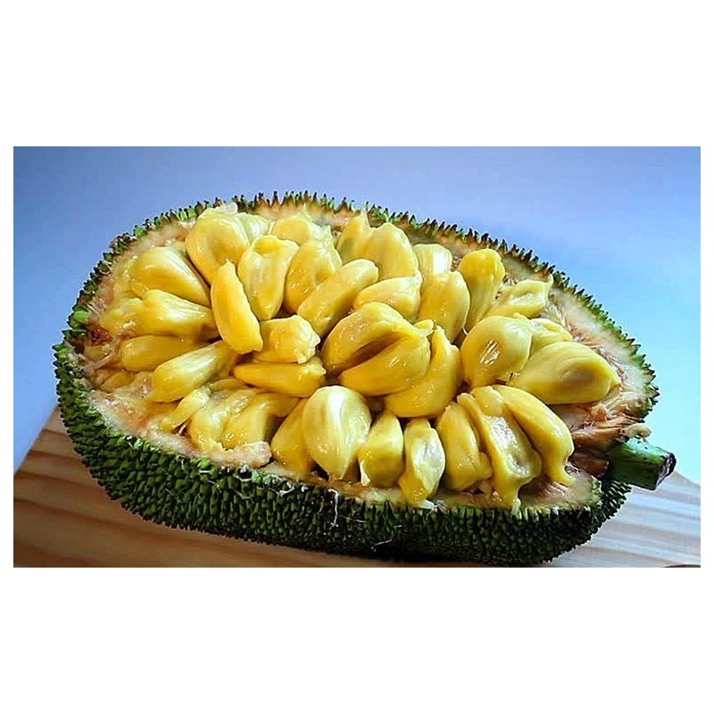 Jackfruit Seme Egzoticno Voce (Artocarpus heterophyllus) | 5,00 €
