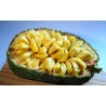 Jackfrukt Frön (Artocarpus heterophyllus) | 5,00 €