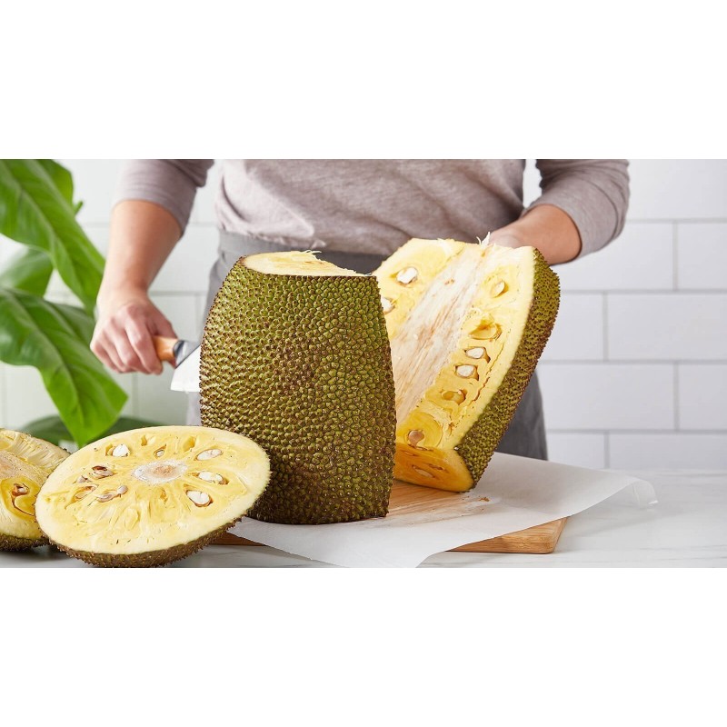 Semillas de El árbol de jack, yaca o panapén (Artocarpus heterophyllus) | 5,00 €