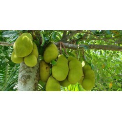 Jackfruit Seme Egzoticno Voce (Artocarpus heterophyllus) 5 - 8