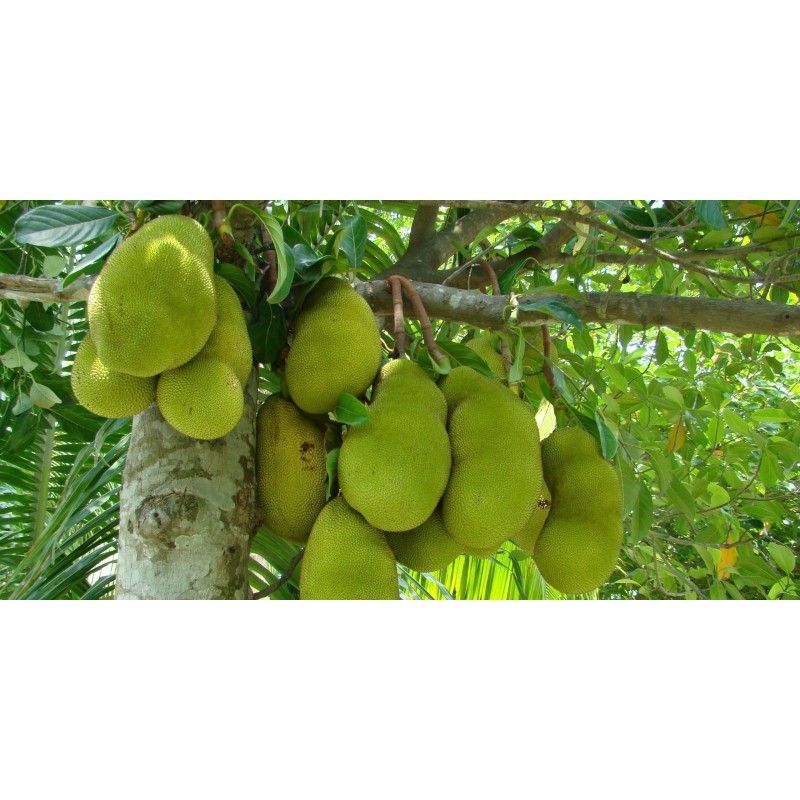 Sementes de Jaqueira - Jaca (Artocarpus heterophyllus) | 5,00 €