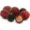 Mountain Peach Seeds (Myrica Rubra)