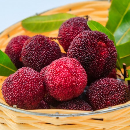 Price: €3.5 - Graines de fraise chinoise (Myrica Rubra) - 