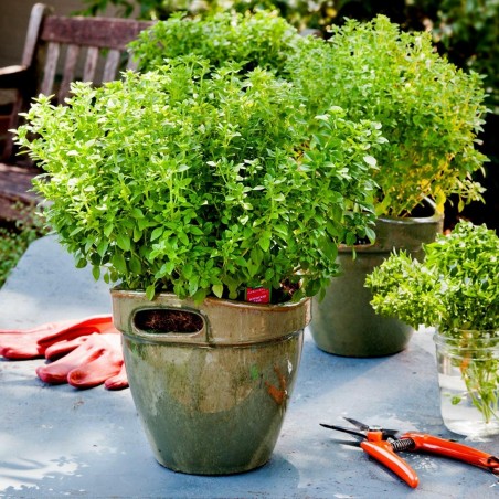 Griechisches Basilikum Samen (Ocimum basilicum)