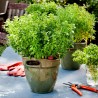 Price: €1.95 - Graines de Basilic Grec (Ocimum basilicum) - 