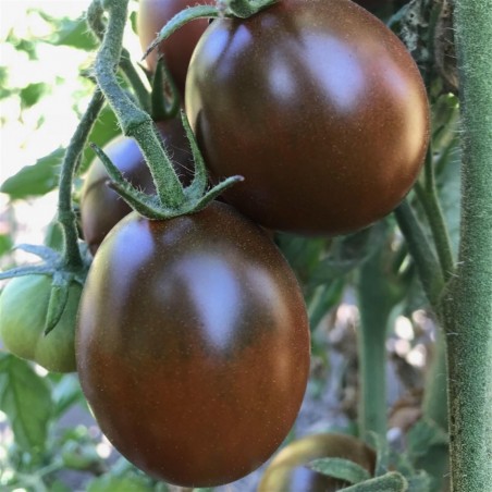 Price: €1.55 - Black Plum Tomato Seeds -