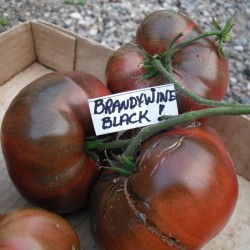 BRANDYWINE BLACK Tomato Seeds 1.85 - 1