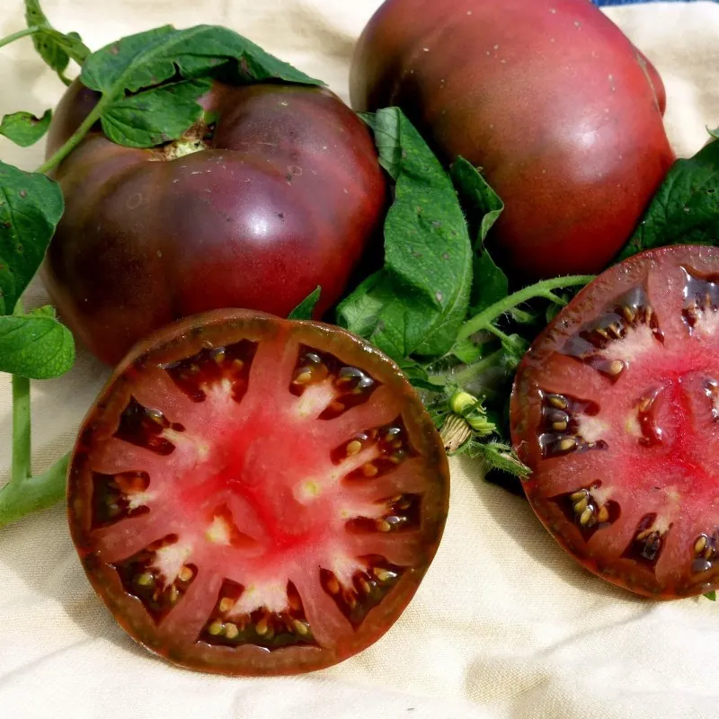Tomatfrön Brandywine Black