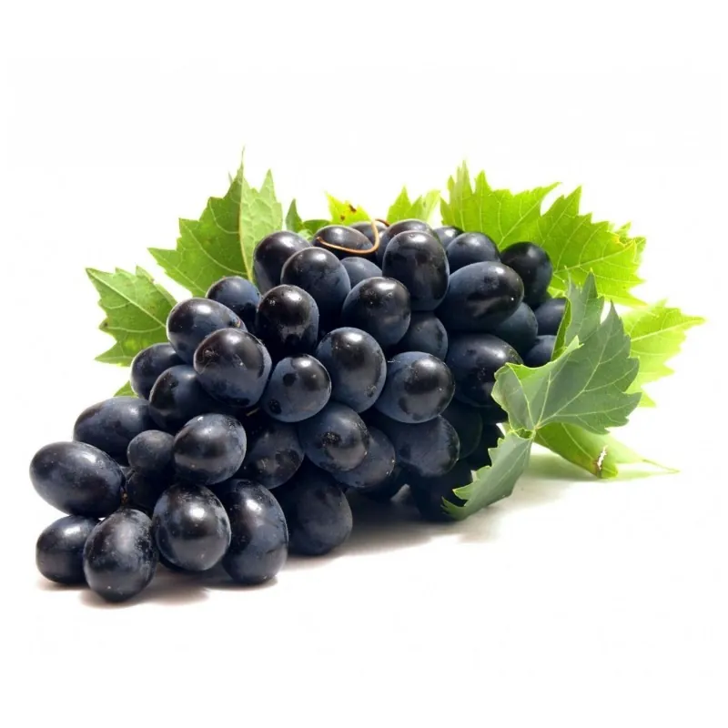 Schwarze Weintraube Samen (vitis vinifera)