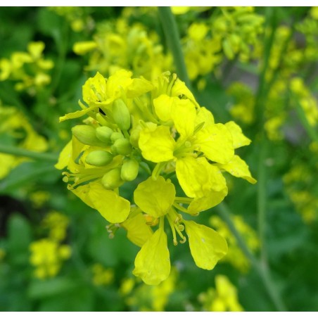 Price: €1.45 - Graines de Moutarde noire (Brassica nigra) - Seeds Gallery