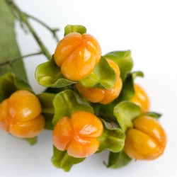 Price: €2.45 - Jyotishmati - Intellekt Träd Frön (Celastrus paniculatus) - 