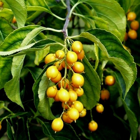 Price: €2.45 - Graines Arbre de Renseignement (Celastrus paniculatus) -