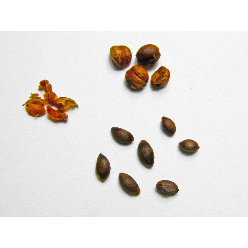 Price: €2.45 - Semillas de Árbol de intelecto (Celastrus paniculatus) - 