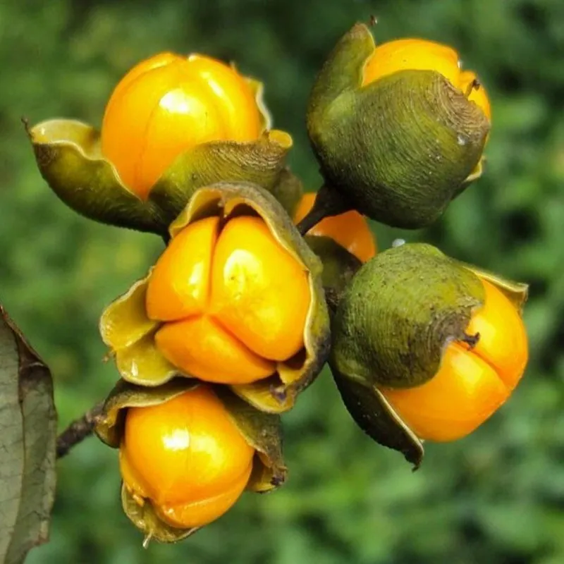 Jyotishmati, Intellektbaum Samen (Celastrus paniculatus)