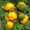 Semillas de Árbol de intelecto (Celastrus paniculatus)