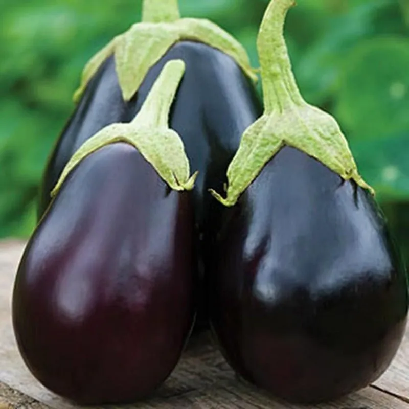 Semillas De Berenjena BLACK BEAUTY