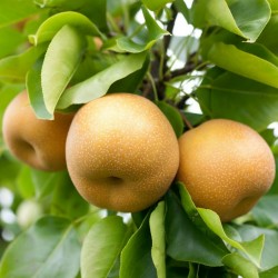 Asian Pear Seeds - Chinese Sand Pear (Pyrus pyrifolia) 3 - 2