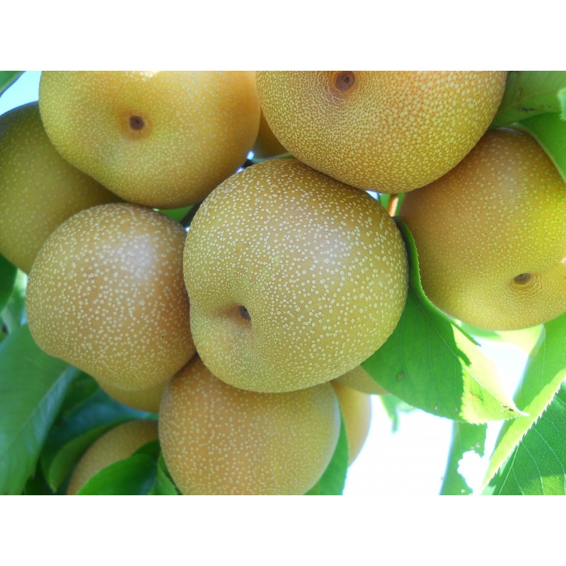Price: €3 - Σπόροι ασιατικό αχλάδι (Pyrus pyrifolia) - 