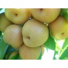 Price: €3 - Sandpäron Frön (Pyrus pyrifolia) frosten hardy - 