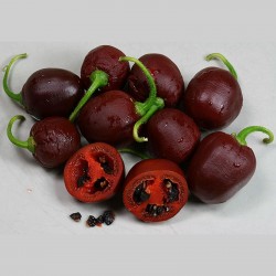 Rokotopeppar - Rocoto Manzano Brown Frön 2.5 - 1