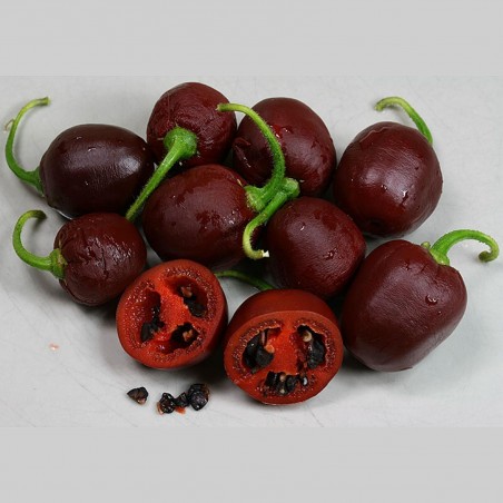Price: €2.5 - "Rocoto Manzano Brown" Chili - Cili Seme - Chili Inka - Seeds Gallery