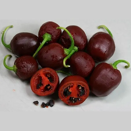 "Rocoto Manzano Brown" Chili Samen