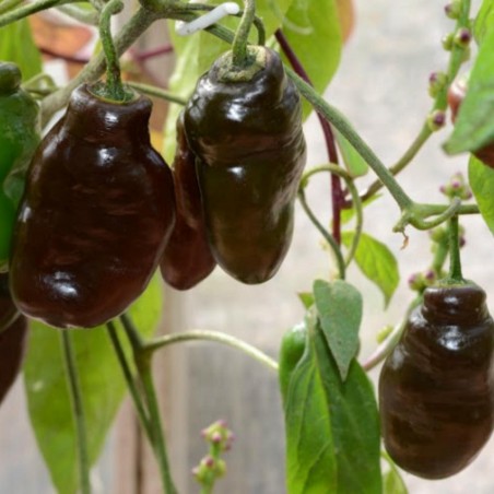 Price: €2.5 - "Rocoto Manzano Brown" Chili - Cili Seme - Chili Inka - Seeds Gallery