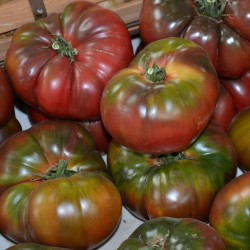 Semillas de Tomate Negro - Black Krim 1.85 - 3