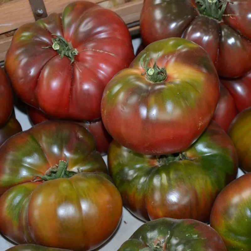 Black Krim Tomaten Samen
