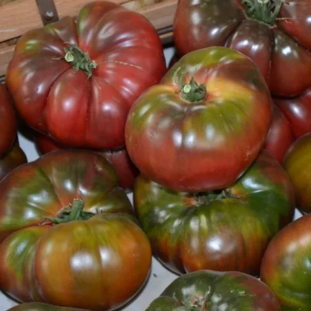 Black Krim Tomaten Samen