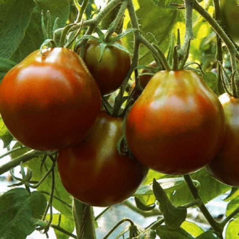Price: €1.85 - Semillas De Tomate Trufa Negro - Seeds Gallery