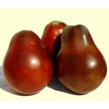 Price: €1.85 - Semillas De Tomate Trufa Negro - Seeds Gallery
