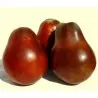 Black Truffle Paradajz Seme