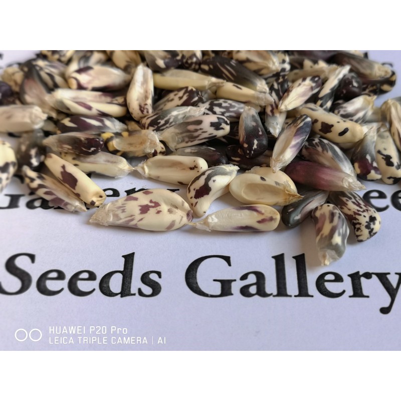 Sementes de Milho Peruano Preto Branco Chulpe - Cancha