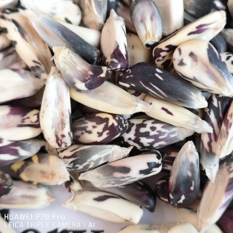 Sementes de Milho Peruano Preto Branco Chulpe - Cancha