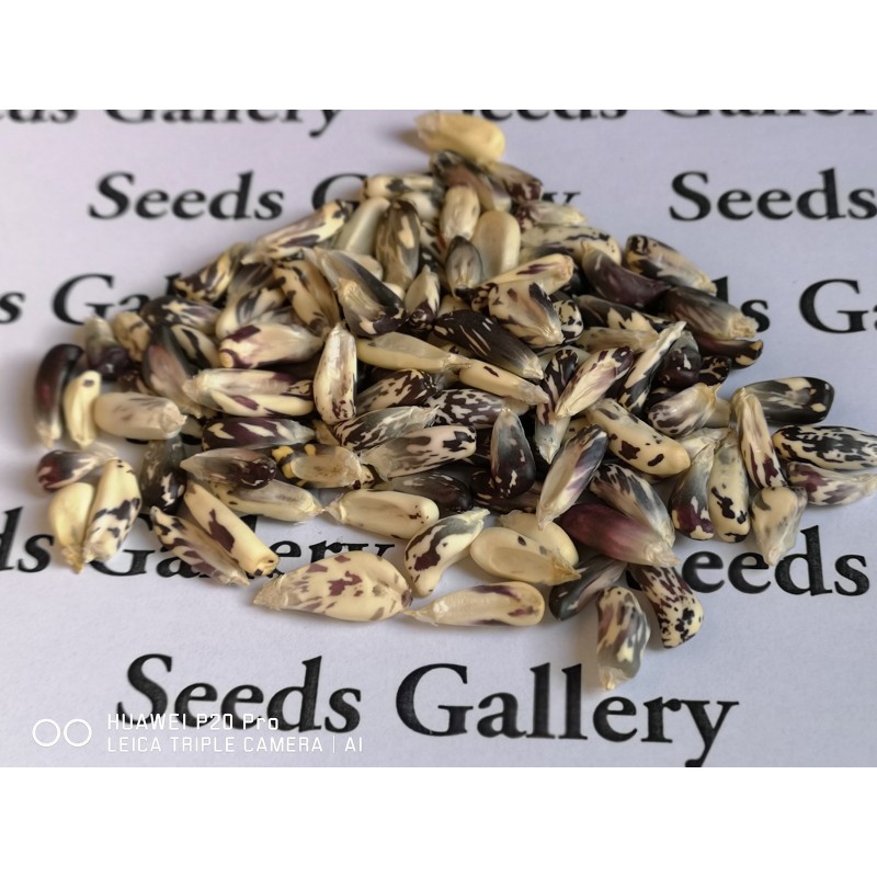 Sementes de Milho Peruano Preto Branco Chulpe - Cancha