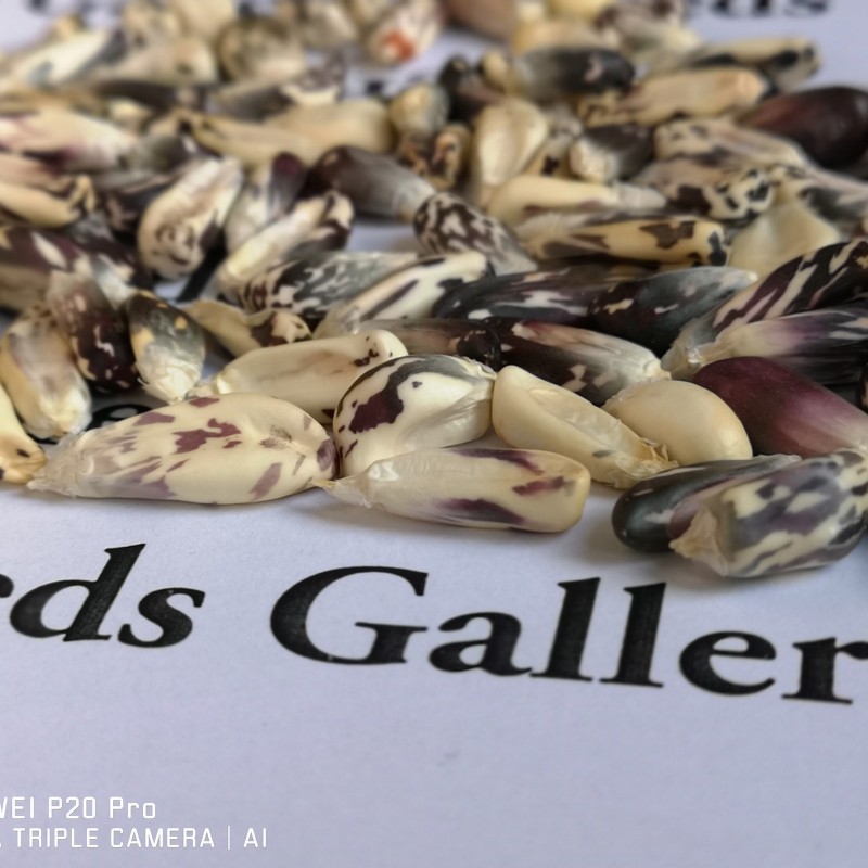 Röstmais - Mais der Anden Schwarz-Weiss Chulpe Samen